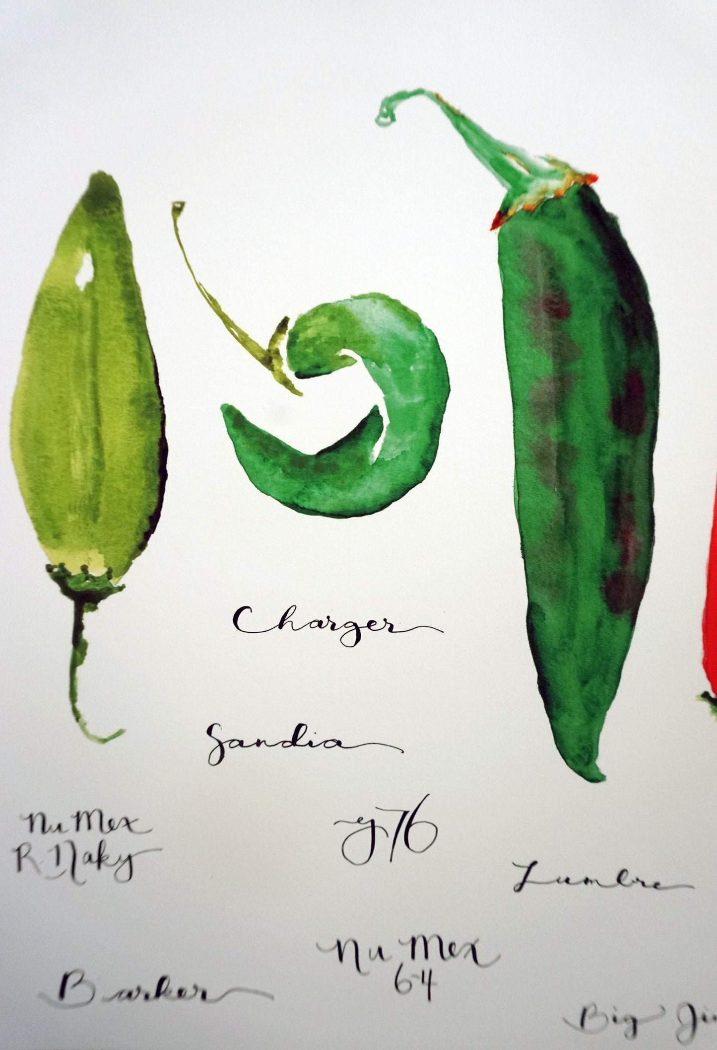 New Mexico Hatch Chile Varieties Print, 11x14